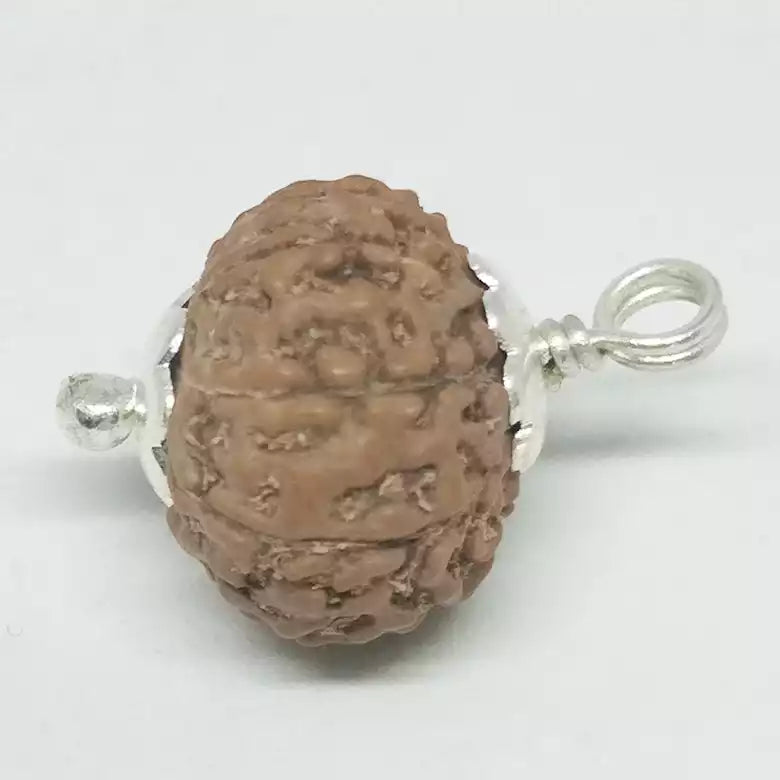 10 Mukhi Rudraksha Indonesia