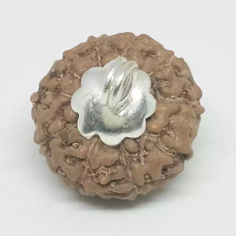 10 Mukhi Rudraksha Indonesia