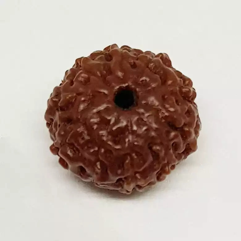 10 Mukhi Rudraksha Indonesia