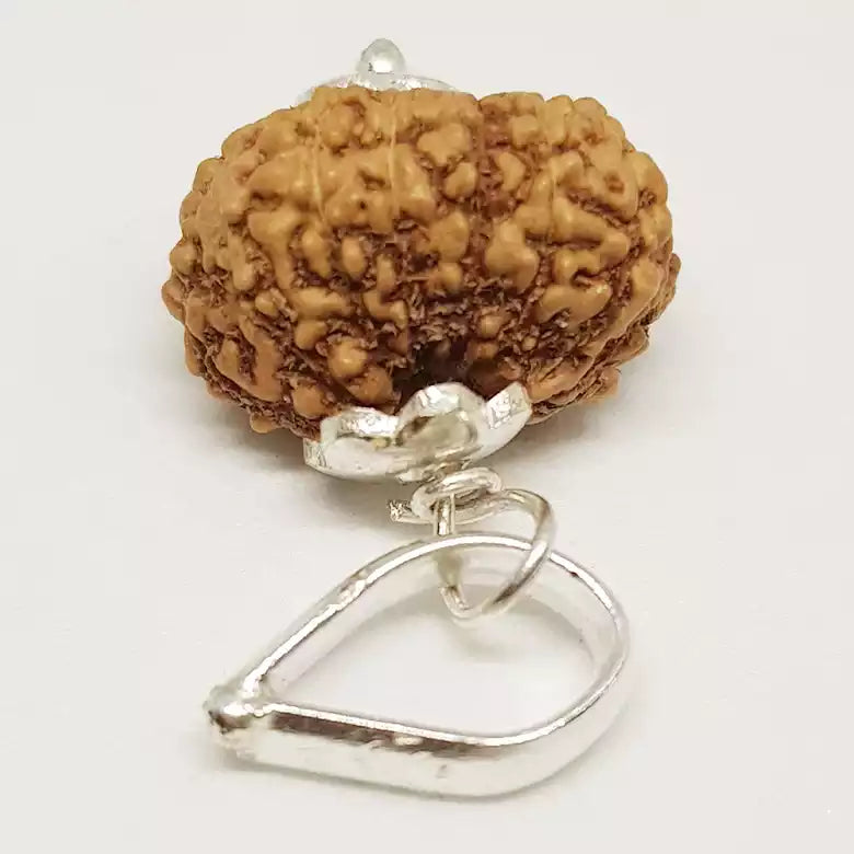 14 Mukhi Rudraksha Indonesia