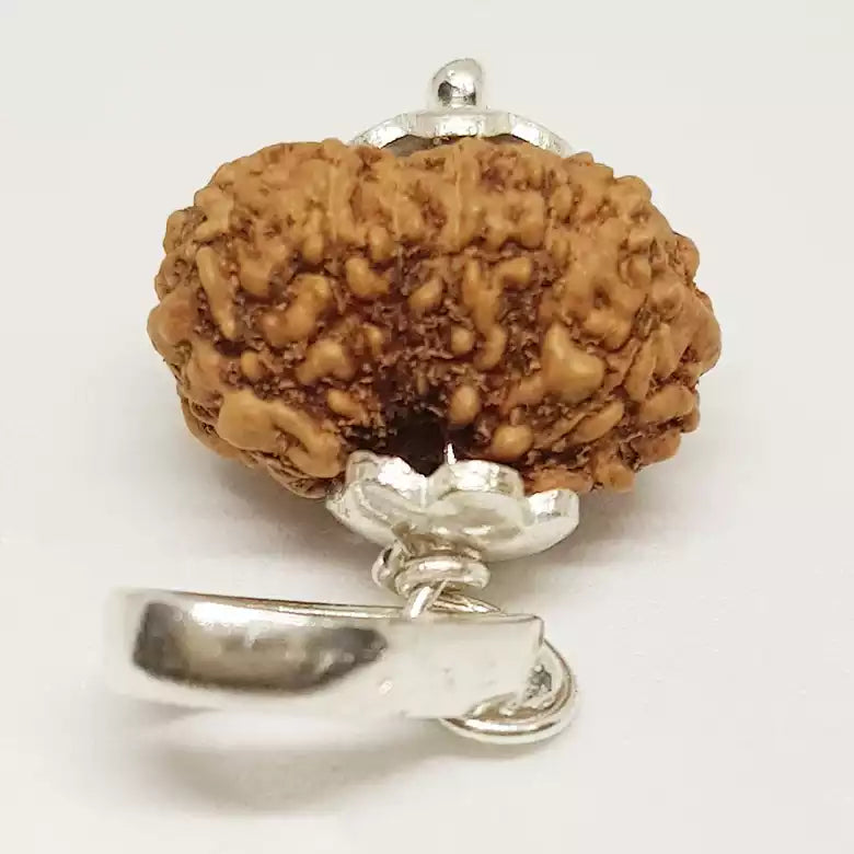 14 Mukhi Rudraksha Indonesia