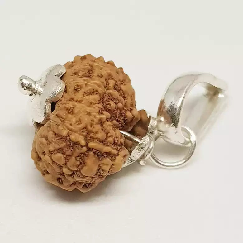 14 Mukhi Rudraksha Indonesia