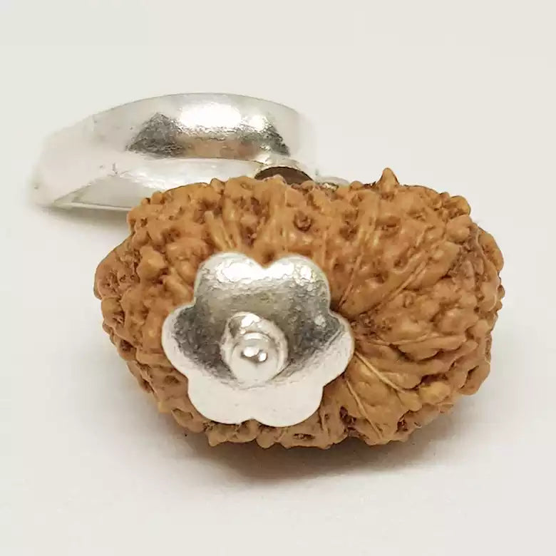 14 Mukhi Rudraksha Indonesia