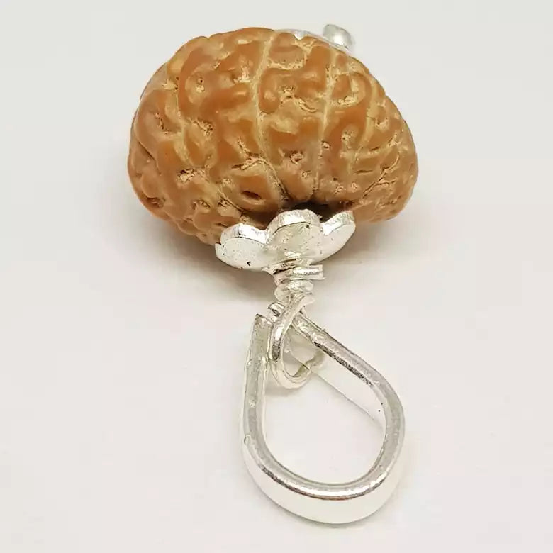 14 Mukhi Rudraksha Indonesia