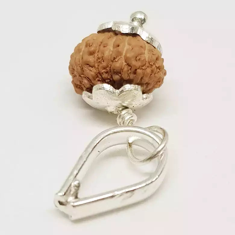 14 Mukhi Rudraksha Indonesia