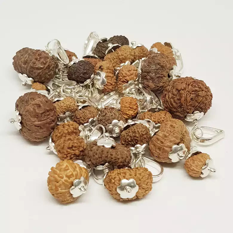 14 Mukhi Rudraksha Indonesia