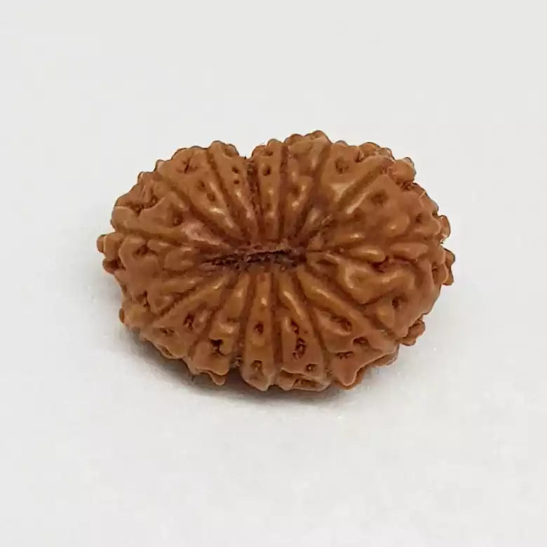 14 Mukhi Rudraksha Indonesia