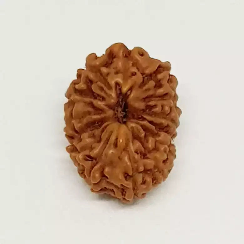 14 Mukhi Rudraksha Indonesia