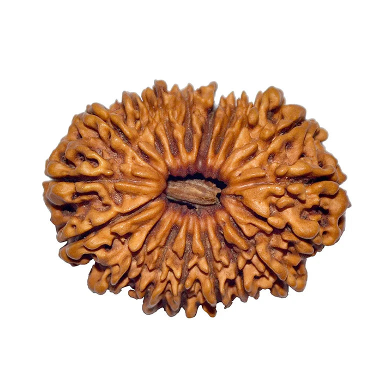 18 Mukhi Rudraksha Nepal