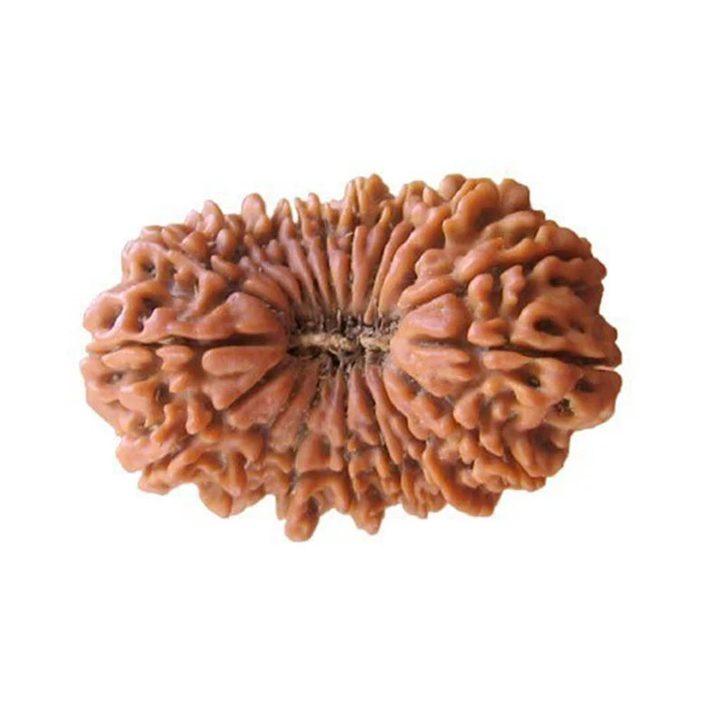 19 Mukhi Rudraksha Indonesia