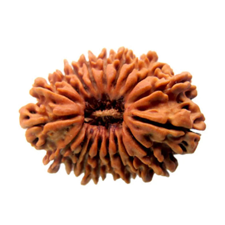 19 Mukhi Rudraksha Nepal