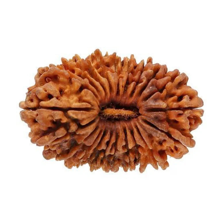 21 Mukhi Rudraksha Nepal