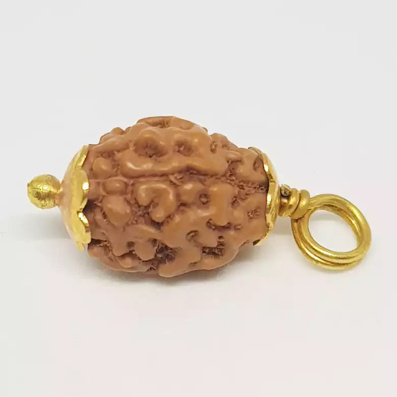 3 Mukhi Rudraksha Indonesia