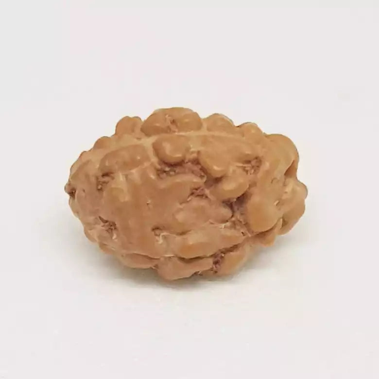 3 Mukhi Rudraksha Indonesia