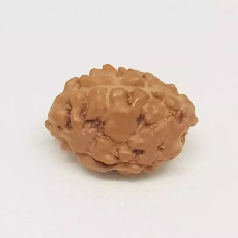 3 Mukhi Rudraksha Indonesia