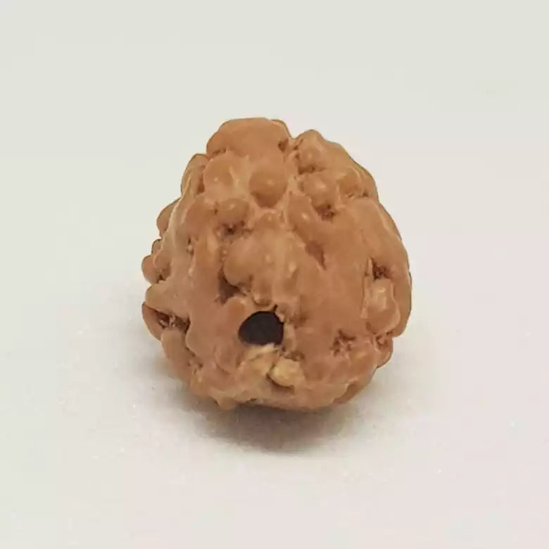 3 Mukhi Rudraksha Indonesia