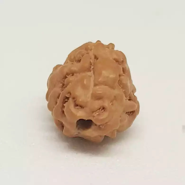 3 Mukhi Rudraksha Indonesia