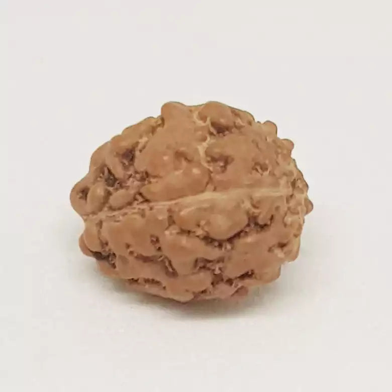 4 Mukhi Rudraksha Indonesia