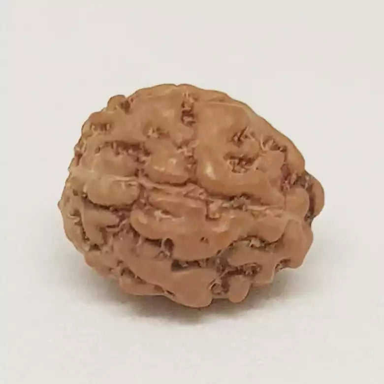 4 Mukhi Rudraksha Indonesia