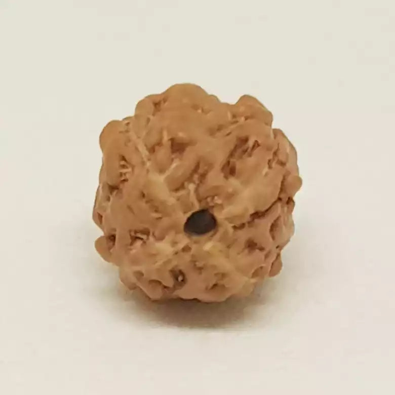 4 Mukhi Rudraksha Indonesia