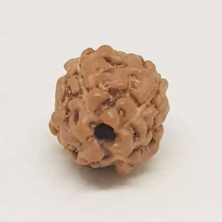 4 Mukhi Rudraksha Indonesia