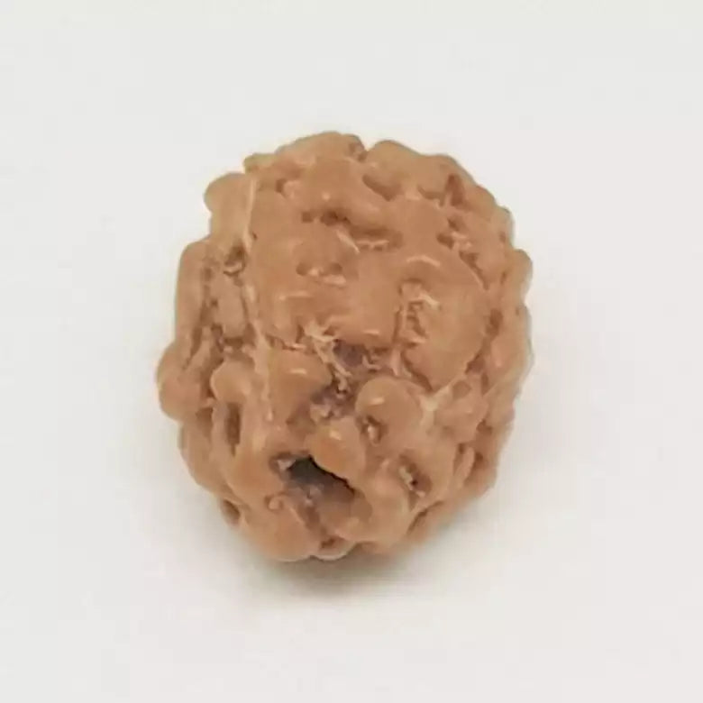 4 Mukhi Rudraksha Indonesia