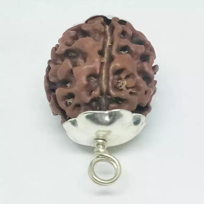 5 Mukhi Premium Rare Rudraksha