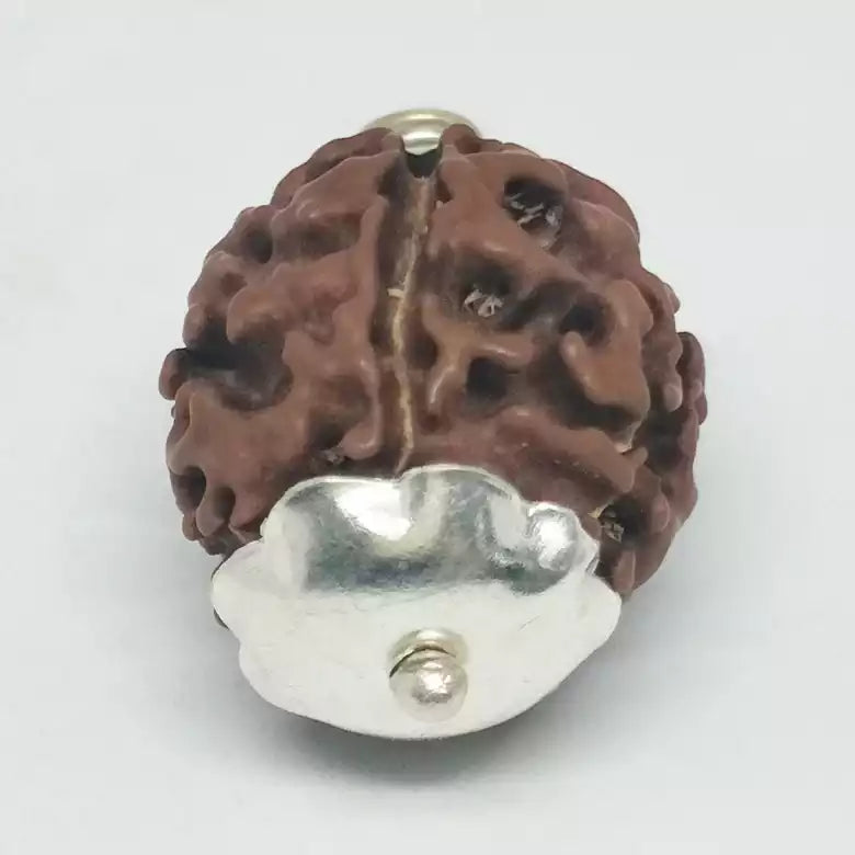 5 Mukhi Premium Rare Rudraksha