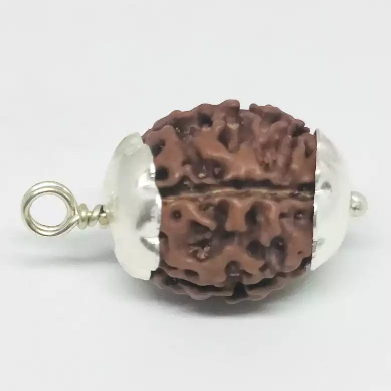 5 Mukhi Premium Rare Rudraksha