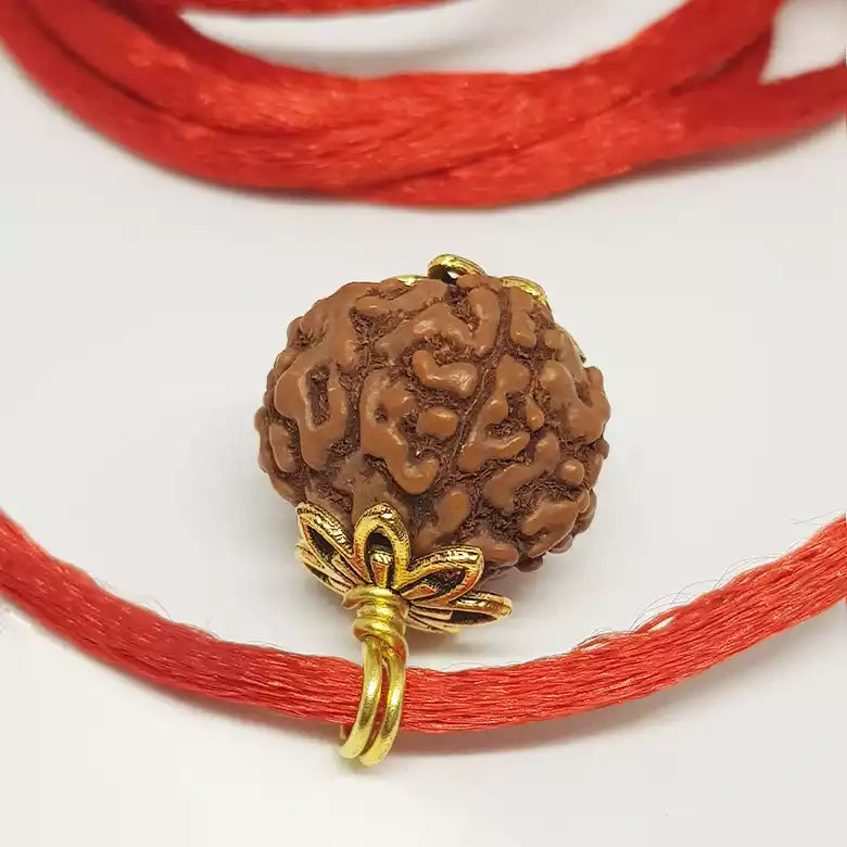 5 Mukhi Rudraksha Indonesia