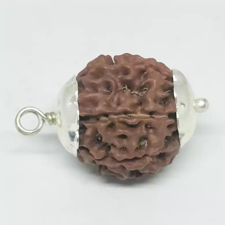 6 Mukhi Premium Rare Rudraksha