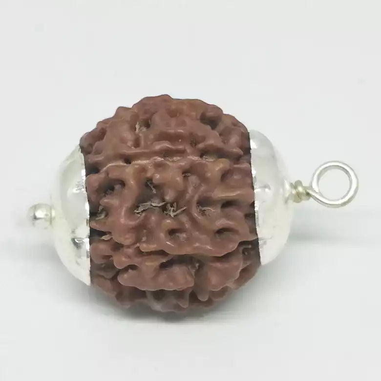 6 Mukhi Premium Rare Rudraksha