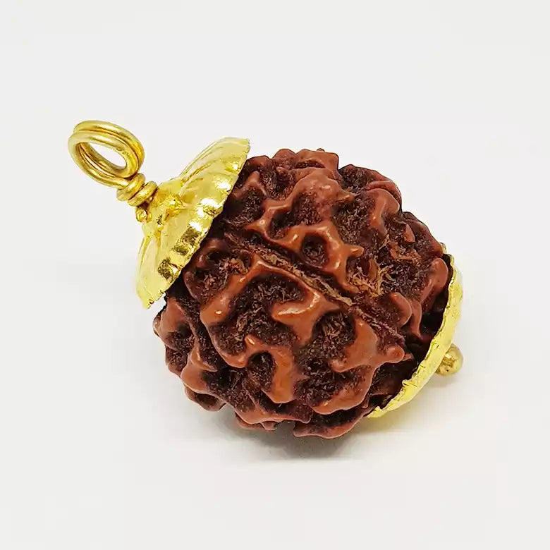 6 Mukhi Premium Rare Rudraksha