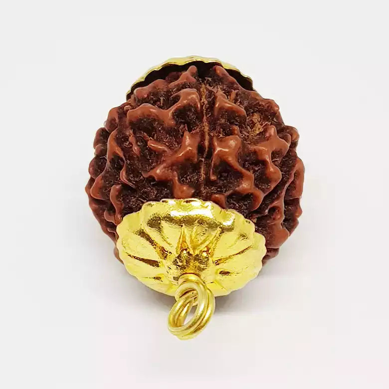 6 Mukhi Premium Rare Rudraksha