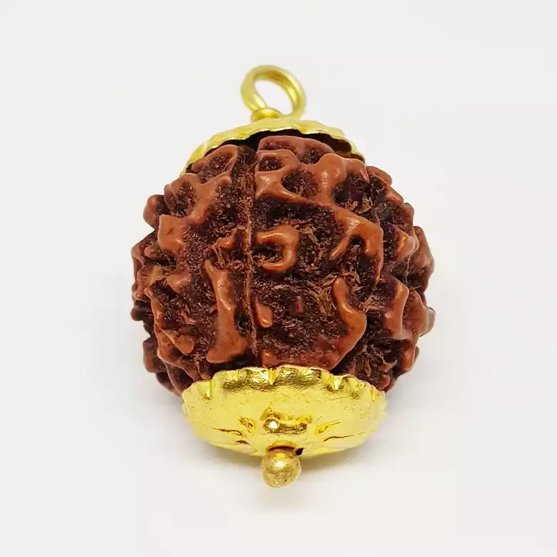 6 Mukhi Premium Rare Rudraksha