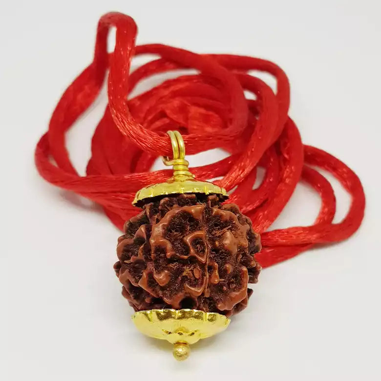 6 Mukhi Premium Rare Rudraksha