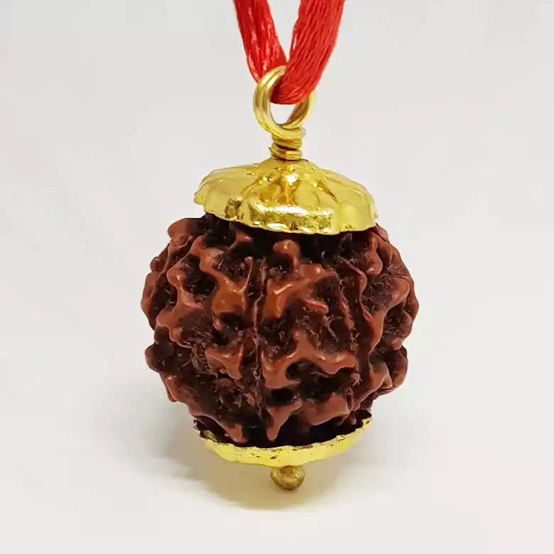 6 Mukhi Premium Rare Rudraksha