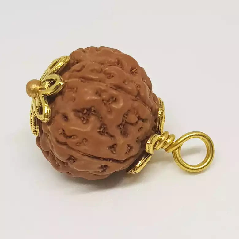 6 Mukhi Rudraksha Indonesia