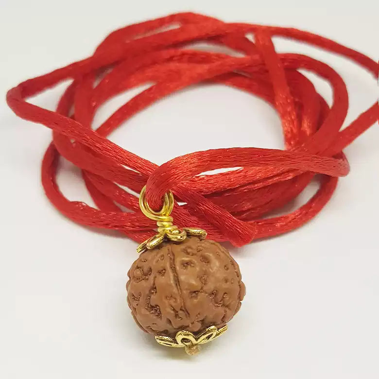 6 Mukhi Rudraksha Indonesia