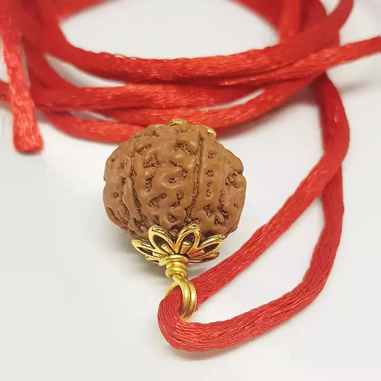 6 Mukhi Rudraksha Indonesia