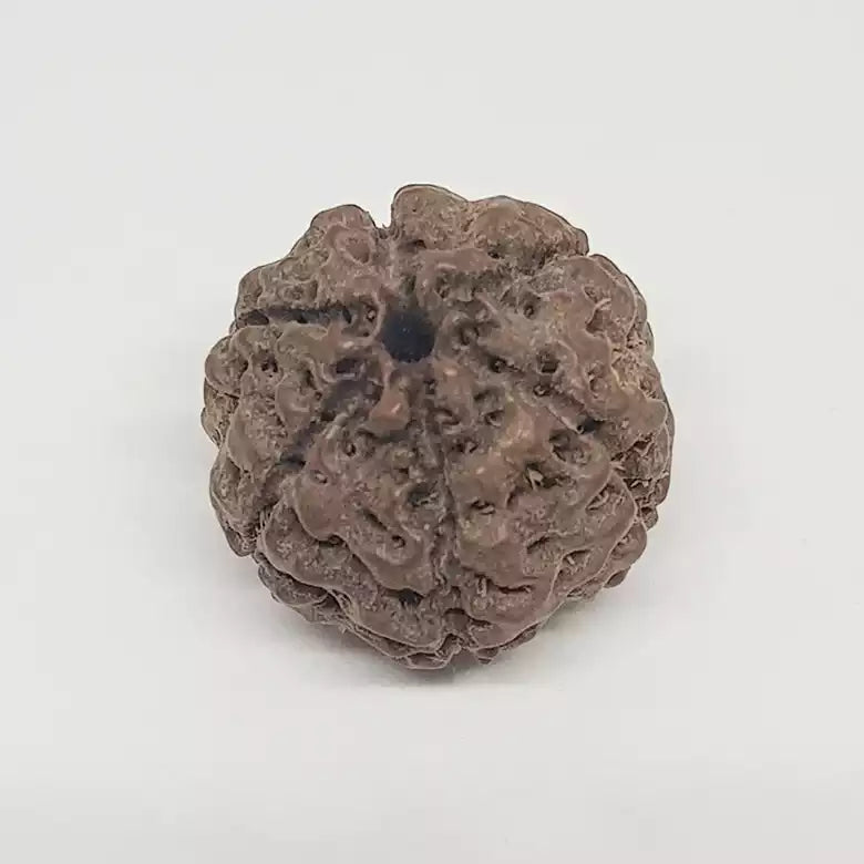 6 Mukhi Rudraksha Indonesia