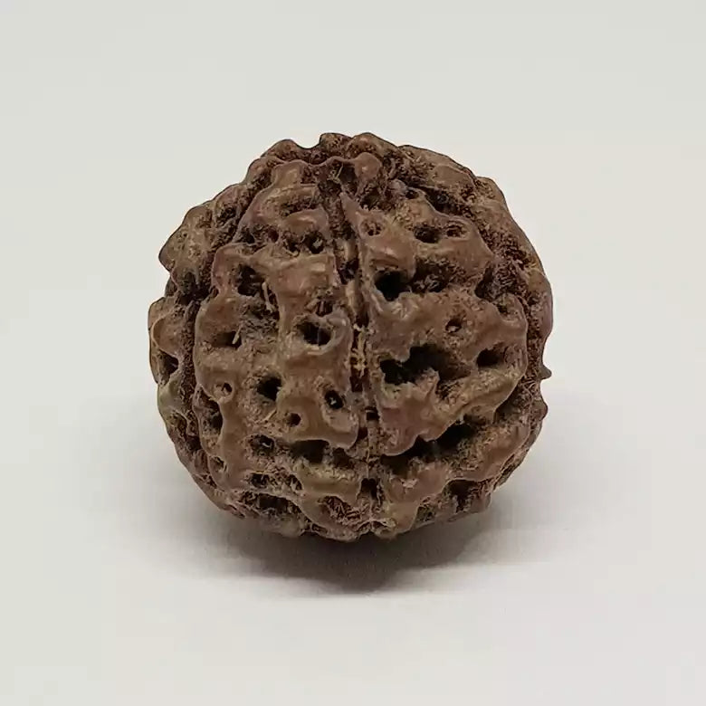 6 Mukhi Rudraksha Indonesia