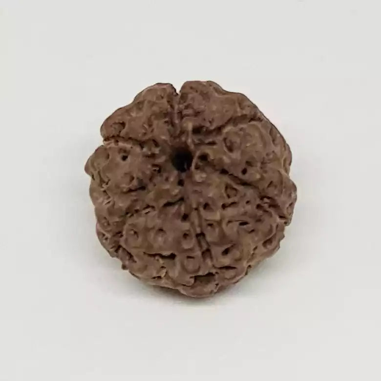 6 Mukhi Rudraksha Indonesia