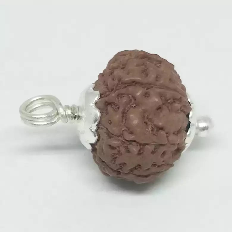 9 Mukhi Rudraksha Indonesia