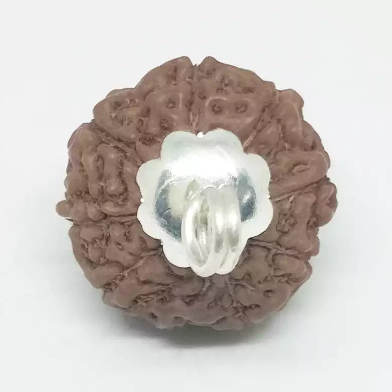 9 Mukhi Rudraksha Indonesia