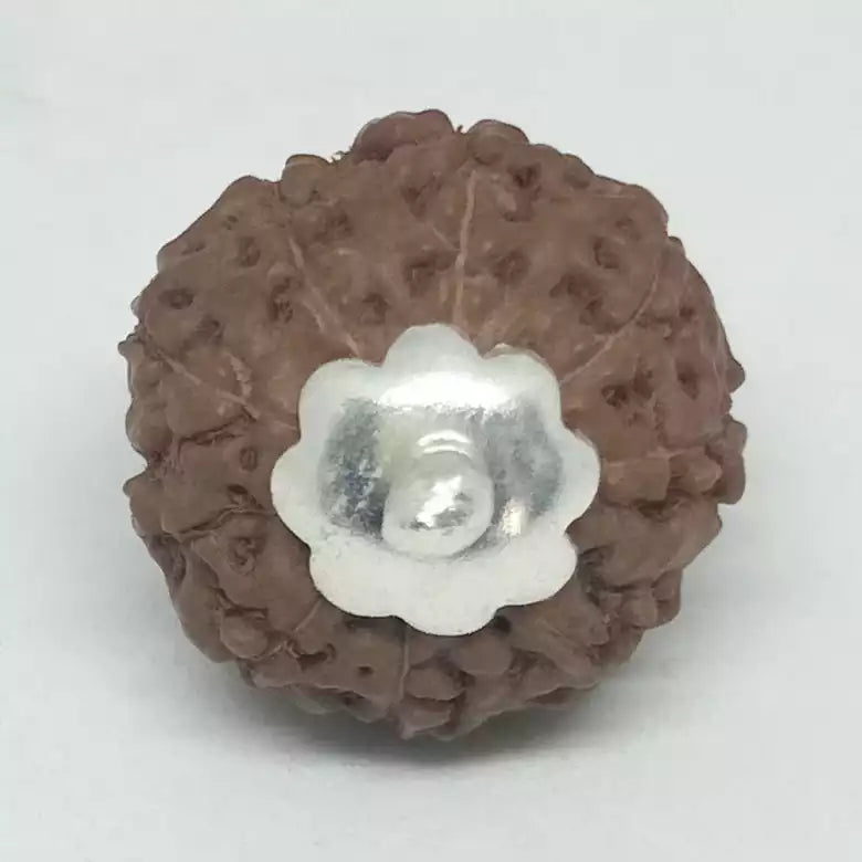 9 Mukhi Rudraksha Indonesia