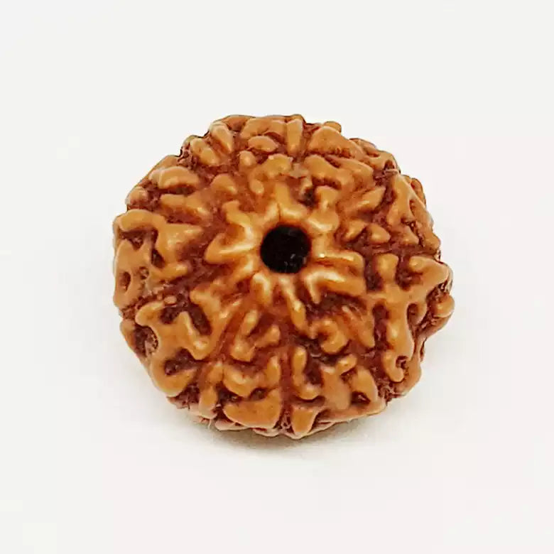 9 Mukhi Rudraksha Indonesia