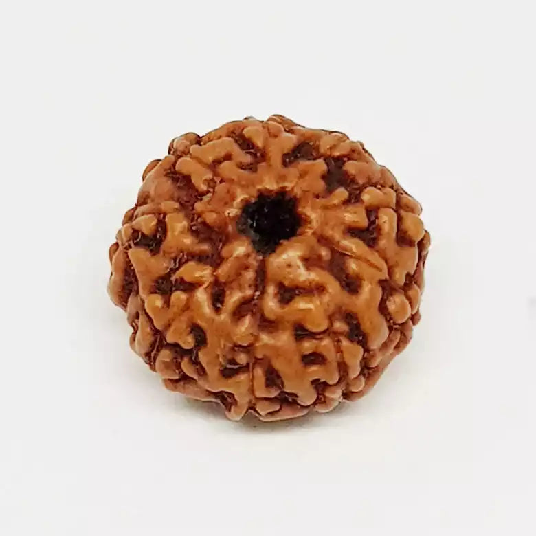 9 Mukhi Rudraksha Indonesia