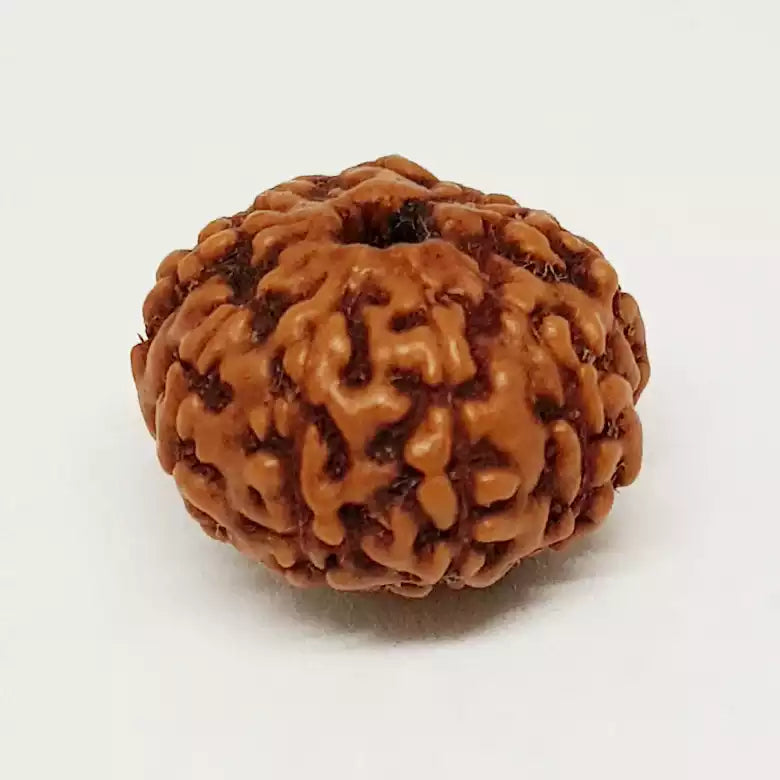 9 Mukhi Rudraksha Indonesia