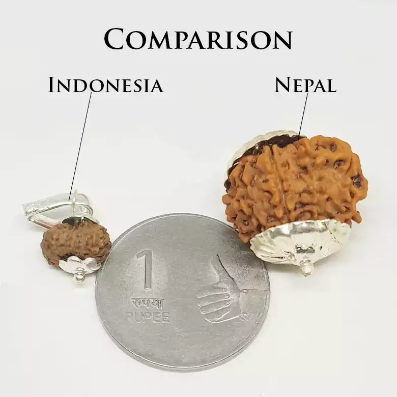 Comparison Rudraksha